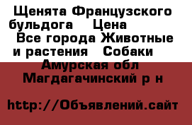 Щенята Французского бульдога. › Цена ­ 45 000 - Все города Животные и растения » Собаки   . Амурская обл.,Магдагачинский р-н